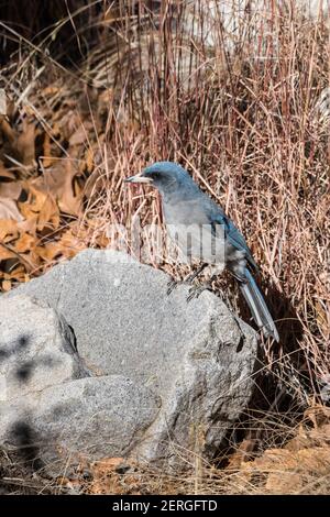 Jay messicano, Aphelocoma wollweberi, foraging in Madera Canyon, Arizona. Foto Stock