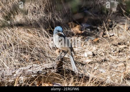 Jay messicano, Aphelocoma wollweberi, foraging in Madera Canyon, Arizona. Foto Stock