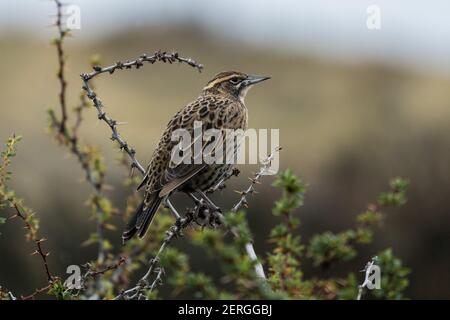 Il Meadowlark a coda lunga, Leistes loyca, nidi e foraggi per insetti a terra, ma è spesso visto arroccato su arbusti o pali di recinto. Comunemente Foto Stock