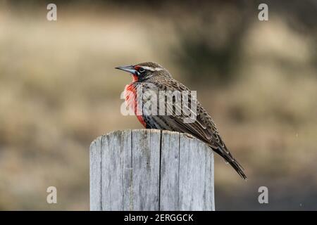 Il Meadowlark a coda lunga, Leistes loyca, nidi e foraggi per insetti a terra, ma è spesso visto arroccato su arbusti o pali di recinto. Comunemente Foto Stock