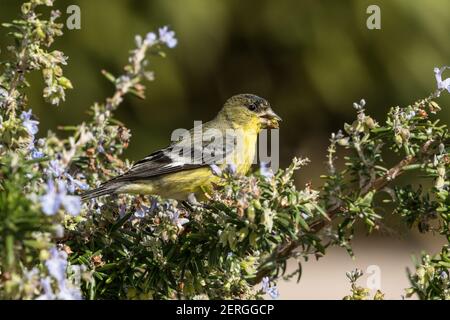 Un piccolo Goldfinch, Spinus psaltria hesperophilus, con il sostegno del verde, si nutre delle gemme di un cespuglio di rosmarino nel Nevada meridionale. Foto Stock