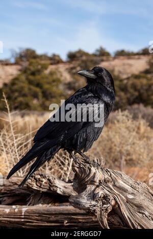 Il Raven comune, Corvas corax, si trova in tutto il mondo nell'emisfero settentrionale. È il più diffuso degli uccelli corvidi, ed è molto intelligen Foto Stock