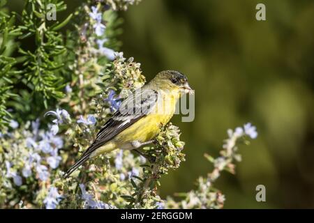 Un piccolo Goldfinch, Spinus psaltria hesperophilus, con il sostegno del verde, si nutre delle gemme di un cespuglio di rosmarino nel Nevada meridionale. Foto Stock