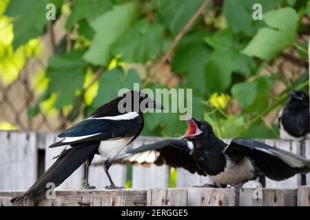 Due Magpie Black-fattura o Magpie Americane, Pica hudsonia, in conflitto nello Utah. Foto Stock