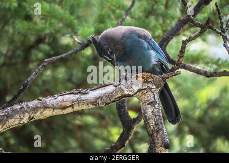 A Steller's Jay, Cyanocitta stelleri, nella Ashely National Forest sul versante sud delle Uinta Mountains nel nord dello Utah, Stati Uniti anche noto come Foto Stock