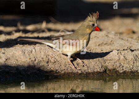 Il Cardinale del Nord, Cardinalis Cardinalis, si trova negli Stati Uniti, in Messico, in Belize e in Guatemala. Mangia principalmente semi, ma mangia anche insetti e. Foto Stock