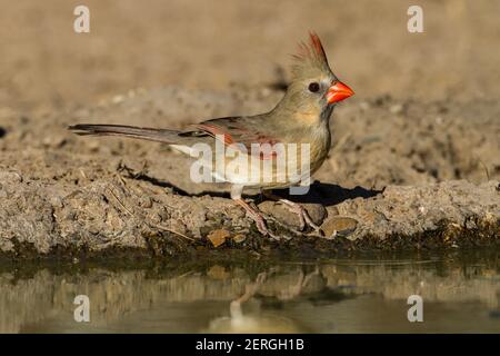 Il Cardinale del Nord, Cardinalis Cardinalis, si trova negli Stati Uniti, in Messico, in Belize e in Guatemala. Mangia principalmente semi, ma mangia anche insetti e. Foto Stock