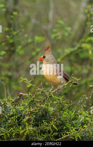 Il Cardinale del Nord, Cardinalis Cardinalis, si trova negli Stati Uniti, in Messico, in Belize e in Guatemala. Mangia principalmente semi, ma mangia anche insetti e. Foto Stock