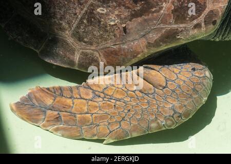 Tartarughe marine da vicino al centro di riabilitazione Foto Stock