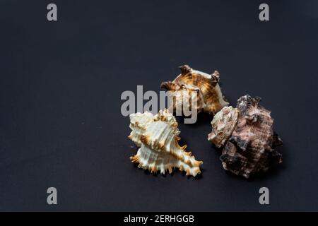 Gruppo di tre conchiglie di lumache di mare del genere Murex su sfondo nero. Foto Stock