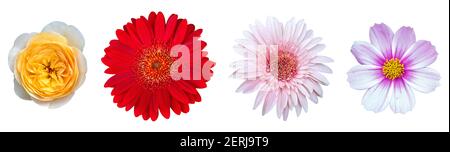 Set di bellissimi fiori isolati su sfondo bianco con ritaglio percorso Foto Stock
