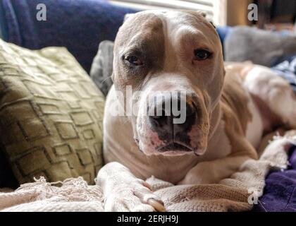 Un cane di razza mista (American Staffordshire Pit Bull Terrier e American Pit Bull Terrier) (Canis lupus familiaris) guarda direttamente alla fotocamera. Foto Stock