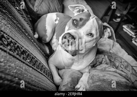 Un cane pitbull di razza mista (American Staffordshire Pit Bull Terrier e American Pit Bull Terrier) (Canis lupus familiaris) guarda in allarme su un divano. Foto Stock