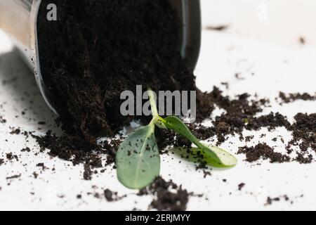 primo piano di pentola capovolta con terreno sparso e pianta morta del bambino. Foto Stock