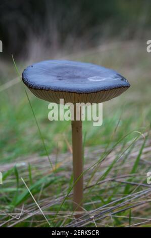 Ho sempre conosciuto questo fungo comune come un cappuccio viola, ma non sembra avere un nome comune ufficiale. Il suo nome biologico è Russula Mariae. Foto Stock