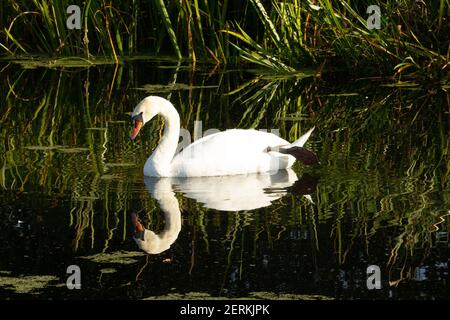 Mute Swan (Cygnus olor) silenziare lo swan lazing nell'acqua verde scuro di canale con canne sullo sfondo e riflessa nel acqua Foto Stock