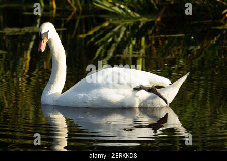 Mute Swan (Cygnus olor) mute swan lazing nella verde acqua del canale con canne sullo sfondo e un piede sollevato Foto Stock