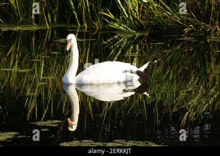 Mute Swan (Cygnus olor) mute swan lazing nella verde acqua del canale con le canne sullo sfondo e riflesse nell'acqua Foto Stock