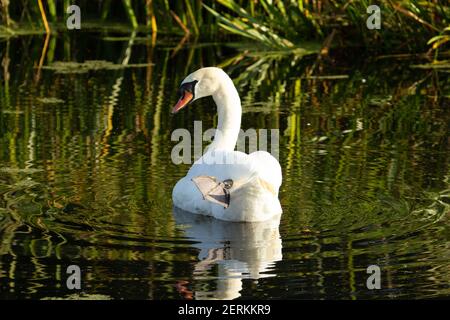 Mute Swan (Cygnus olor) mute swan lazing nella verde acqua del canale con canne in background Foto Stock