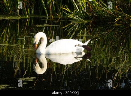 Mute Swan (Cygnus olor) mute swan lazing nell'acqua verde dello stagno con le canne sullo sfondo e riflesse nell'acqua Foto Stock