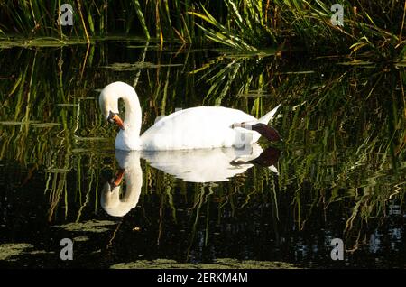 Mute Swan (Cygnus olor) mute swan lazing nelle acque verdi del fiume con le canne sullo sfondo e riflesse nell'acqua Foto Stock