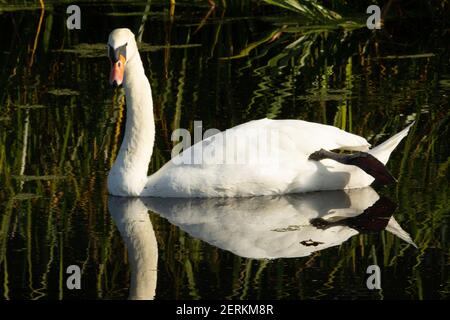 Mute Swan (Cygnus olor) mute swan lazing nelle acque verdi del fiume con canne in background Foto Stock