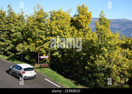 Riviera francese colorata in inverno con mimose in fiore vicino al villaggio di Tanneron. Var, Costa Azzurra, Francia. Foto Stock