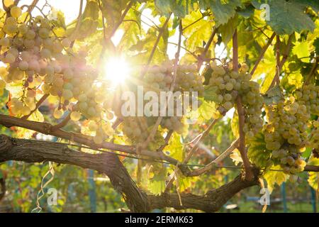 Mazzi di uve bianche ai raggi del sole che tramonta. Vendemmia per vino. Foto Stock
