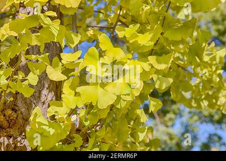 Foglie dorate di alberi di gingko Foto Stock