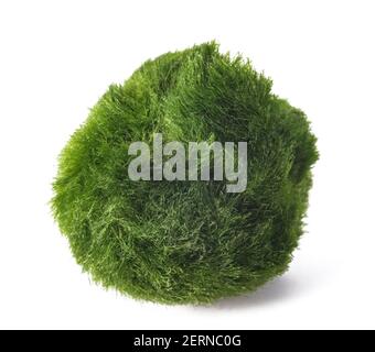 Sfera di muschio isolata su sfondo bianco Foto Stock