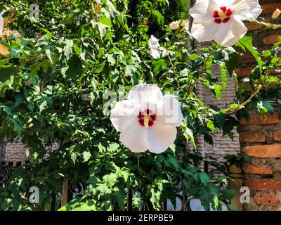 Fiori bianchi in fiore beutiful nel tasso della chiesa Foto Stock