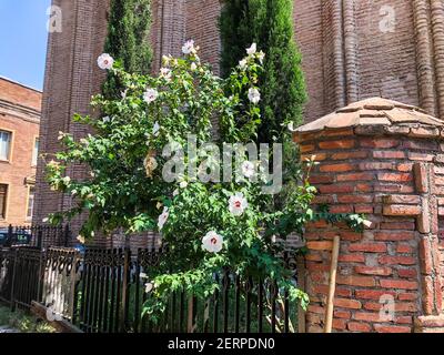 Fiori bianchi in fiore beutiful nel tasso della chiesa Foto Stock