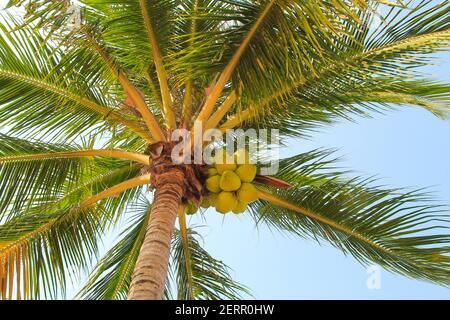 Grande corona verde di un albero di cocco tropicale in un resort esotico. Palme con grandi noci di cocco isolate su una spiaggia tropicale, sfondo naturale Foto Stock