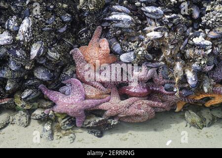 Ochre Sea Stars esposto a bassa marea (Pisaster ochracheus) Cannon Beach Oregon, Stati Uniti IN000146 Foto Stock