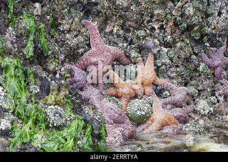 Ocra Sea Star & Giant Green Anemone esposto a bassa marea (Pisaster ocraceus) & (Anthopleura xantogrammica) Cannon Beach Oregon, USA IN000159 Foto Stock