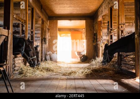 Una giornata tipica in una stalla di legno in una fattoria, cavalli che mangiano fieno nelle loro bancarelle Foto Stock