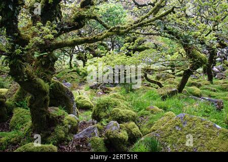 Wistmans Wood che mostra il vecchio muschio di Oaksand coperto di roccia sottobosco Dartmoor National Park Devon, Regno Unito LA000210 Foto Stock