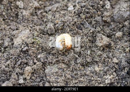 la larva del può scarabeo o scarafaggio su la fonte di suolo sciolto nel giardino Foto Stock
