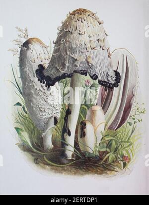 Coprinus comatus, il cappuccio di inchiostro shaggy, il wig dell'avvocato, o mane shaggy, riproduzione digitale di un'immagine di Emil Doerstling (1859-1940) Foto Stock