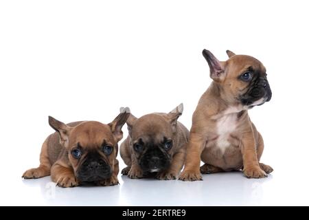 tre cani da corrida francesi che guardano via, con una bella pelliccia pinnata e seduti l'uno accanto all'altro Foto Stock