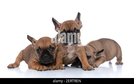 tre cani da bulldog francesi che posano in tre modi diversi contro sfondo bianco Foto Stock