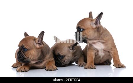 tre cani da corrida francesi che guardano da un lato e si siedono l'uno accanto all'altro Foto Stock