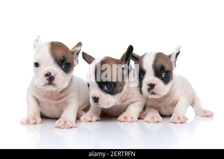 tre cani da corrida francesi che colpiscono una posa insieme contro il bianco sfondo Foto Stock