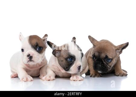 gruppo di tre cani da corrida francesi che guardano da parte e via, distesi l'uno accanto all'altro Foto Stock