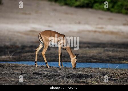 Una singola femmina Impala Aepyceros melampus nel profilo di alimentazione su Le rive del fiume Cjhobe in Botswana Foto Stock