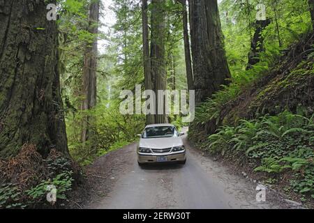Auto che attraversa la foresta di sequoie costiere (Sequoia sempervirens) Redwood National Park California, USA LA000762 Foto Stock