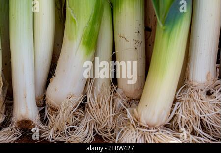 Mazzo di porri in verde e bianco con radice, raccolto agricolo Foto Stock