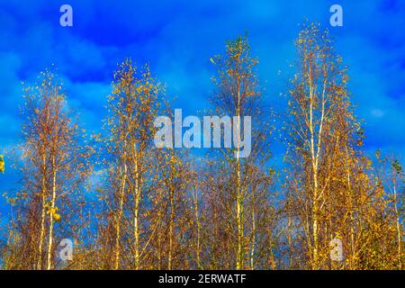 Vista del tramonto autunnale da Kinver Edge nello Staffordshire Foto Stock