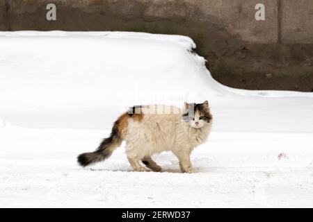 gatto senza casa sulla strada della città in inverno. Foto di alta qualità Foto Stock