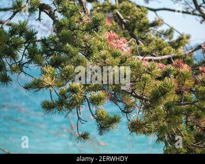 Primo piano dei rami di un albero di pino e aghi verdi posti su un lago blu luminoso o sfondo oceano. Foto Stock